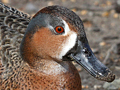 Cinnamon Teal x Blue-winged Teal hybrid